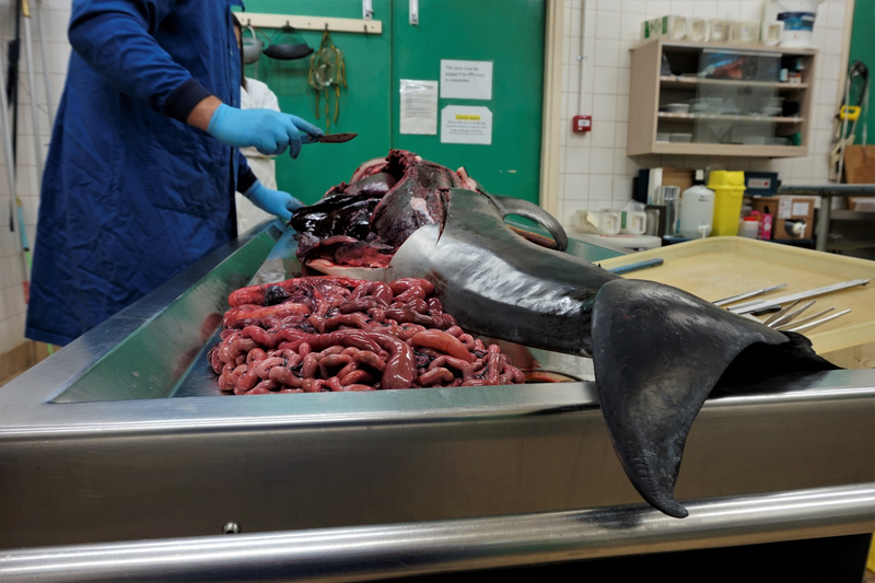 Blood and guts galore as the dolphin autopsy continues.